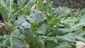 Куры перестали нестись? Осенняя линька. Что делать?