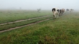 СОДЕРЖАНИЕ КОРОВ ГОЛШТИНСКОЙ ПОРОДЫ В ЛИЧНОМ ПОДСОБНОМ ХОЗЯЙСТВЕ!КАК ДОБИТЬСЯ УСПЕХА!