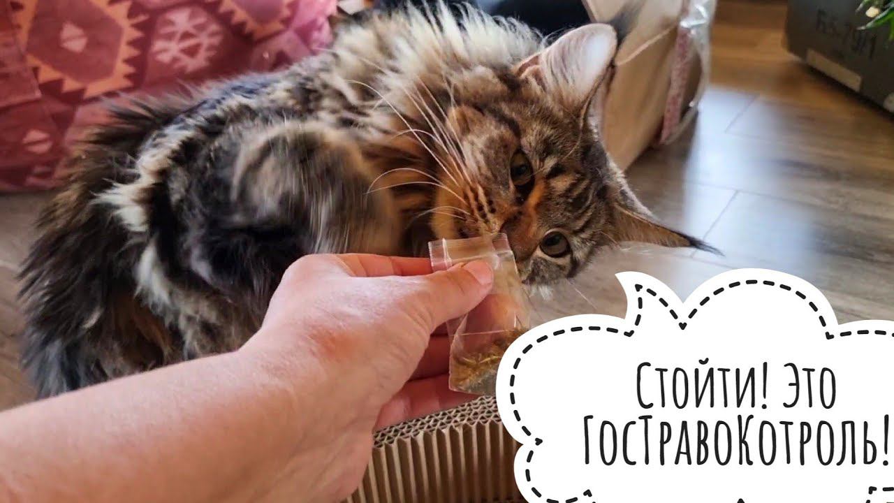 Подарочки для кошки Морошки, самых маленьких сов и своих собственных птиченек от Triol и ReptiZoo