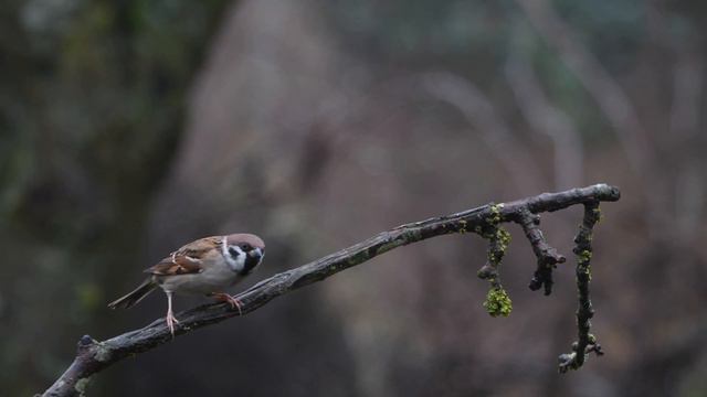 Dompfaff, Kernbeisser, Grünfink und Meisen besuchen den Futterplatz - 4k смотреть онлайн