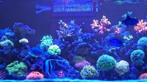 Морской аквариум