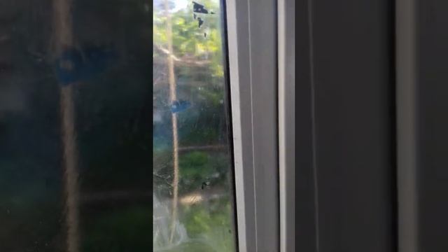 Как отмыть сонцезащитную пленку смотреть онлайн