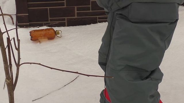 Весенняя обрезка молодой сливы смотреть онлайн