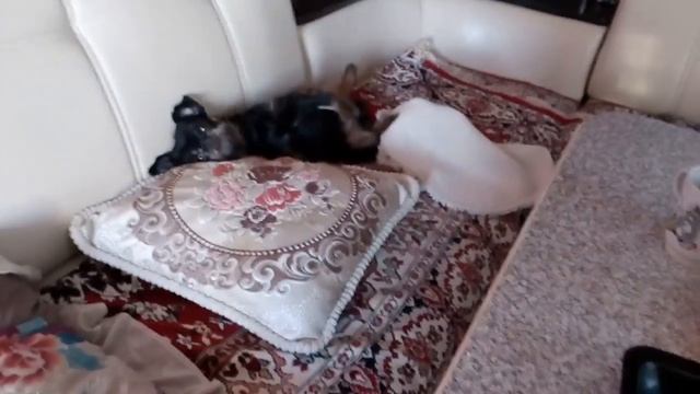 Бородатая собачка смотреть онлайн