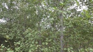 ОСИНА дерево - ВАМПИР ? Польза или вред .. ?
