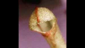 Саррацения из семян.