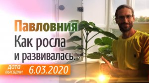 Павловния в 12 литровых ведрах. Дата посадки 6 марта 2020.