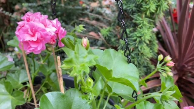 Пеларгонии Pelargonium Pink Sybil в моем саду в Лондоне ? смотреть онлайн