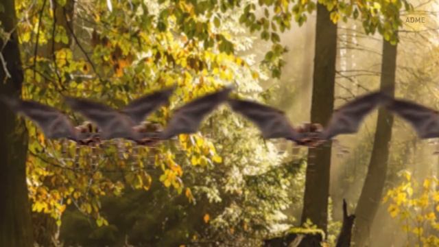 Что, если бы у пауков выросли крылья, и они научились летать? смотреть онлайн