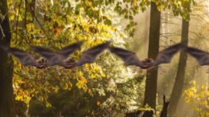 Что, если бы у пауков выросли крылья, и они научились летать?