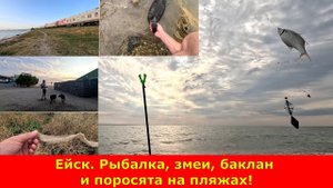 Ейск. Рыбалка, змеи, баклан и поросята на пляжах.