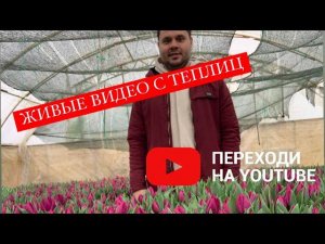 Живые видео с теплиц. Тюльпаны оптом к 8 марта
