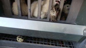 Утро бройлеров и перепёлок в квартире🐔🐥Пельмени из бройлеров Росс308🥟