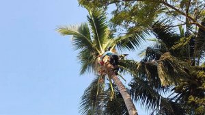 Cưa cây Dừa lão trái Siêu To nghiêng vô nhà vô cùng hồi hộp.