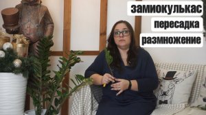 ВАЖНО!!! ЗАМИОКУЛЬКАС - ПЕРЕСАДКА И  РАЗМНОЖЕНИЕ