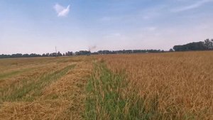 Уборка яровой пшеницы сорт Ирень