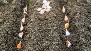 Культуры предшественники для озимого чеснока