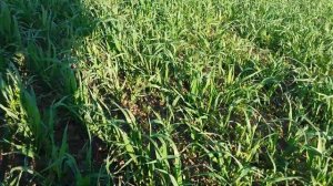 Овес +  вика