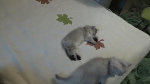 Мурчание котика  Можете приложить телефон к больному месту, если у вас нет кота смотреть онлайн