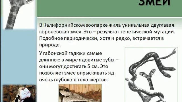 Проблема на тему проекта змеи