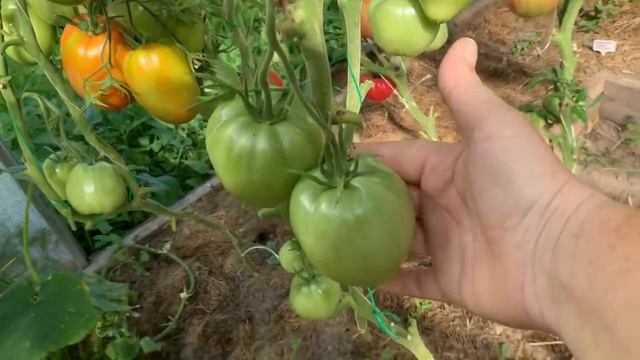 Обзор сортов томатов, сезон 2020 Г. Часть 8 смотреть онлайн