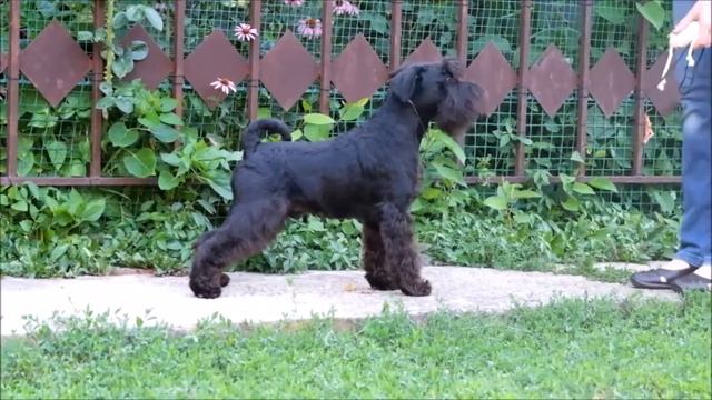 Голтиф Триумф ЛЕКСУС 7 месяцев смотреть онлайн