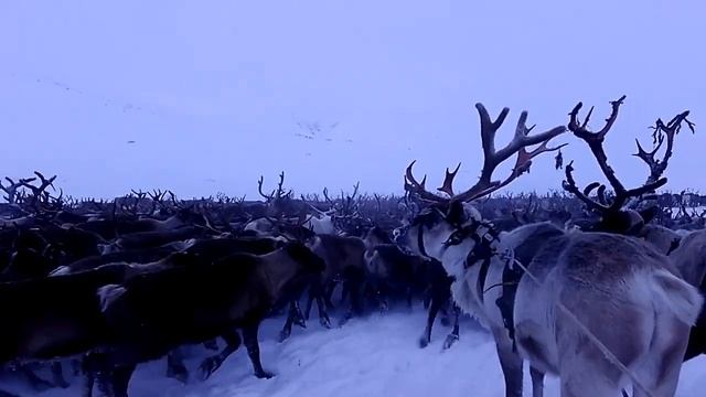 Кочевники оленеводы / Перегон стада оленей / Полярный Урал / ЯНАО / Ямал