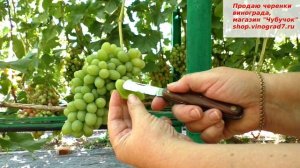 Байрон- виноград новинка на моем участке, пока наблюдаю, есть мускат и очень крупные ягоды.