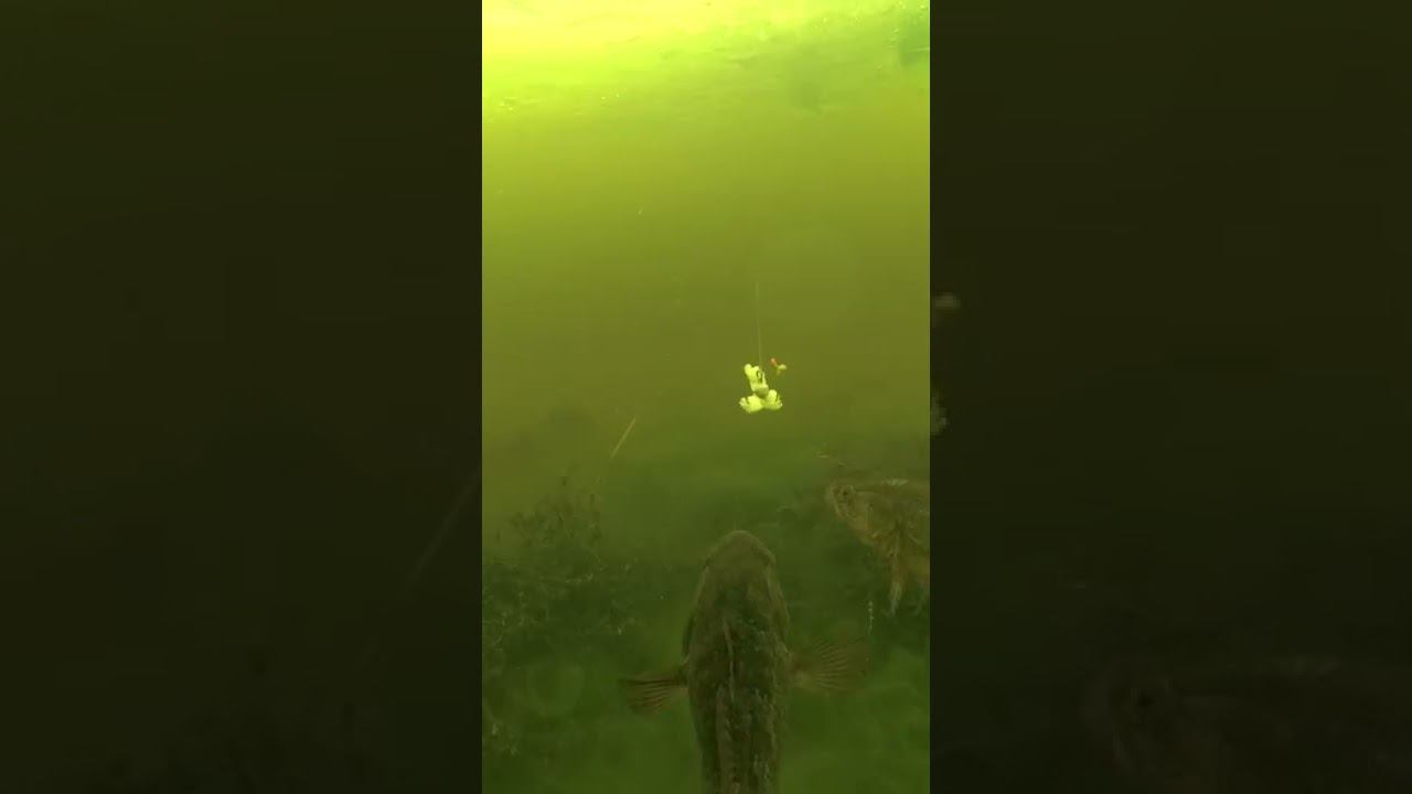 Поклевки рыбы крупным планом Рыбалка на ротана. #shorts смотреть онлайн