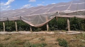 Выращивание  помидоров  в  теплице   Китайские  овощи