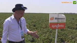 Мамако F1 Томат Syngenta День поля 10 08 2016