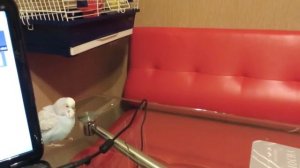 Волнистые попугаи, Тоша и Ника целуются =) Vолнистик-TV