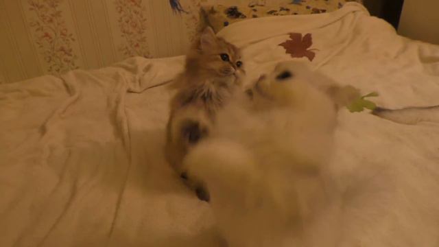 Игрушка для кошек сделанная своими руками смотреть онлайн