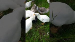 Выращивание гусей в сельской местности или на даче, решило проблему моей семьи по обеспечении мясом