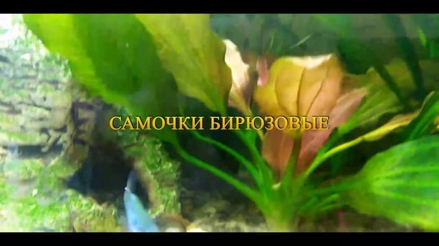 радужница