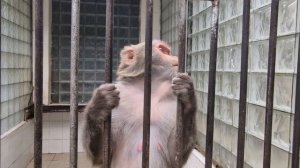 Абхазия, Сухум, Обезьяний питомник :) (сентябрь 2022)