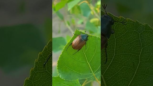 Хрущик садовый (Phyllopertha horticola)