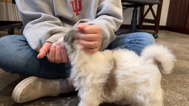 Crusoe. Coton de tulear