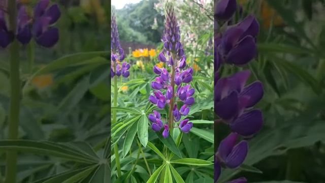 Lupines are blooming in my garden countryside. Цветут люпины в моем саду на даче #shorts