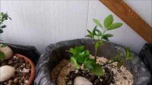 Подготовка к холодам моих Бонсай  Декабрь 2021  #bonsai  #BonsaiNaBalkone