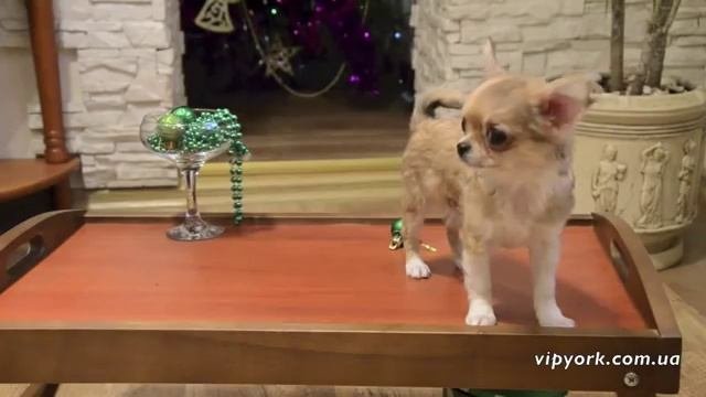 Чихуахуа длинношерстная ( Long-haired Chihuahua )