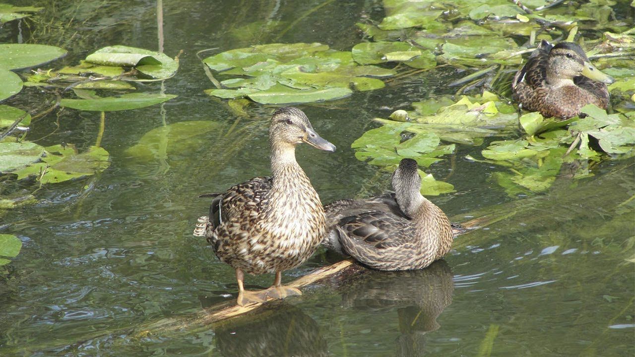 Охота закрыта! А я охочусь на уток. смотреть онлайн