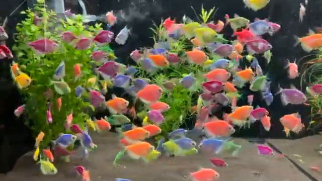 Тернеция карамелька смотреть онлайн