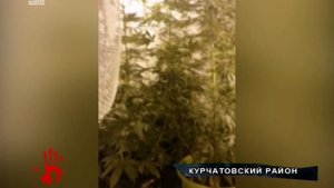 В квартире многоэтажки пряталась плантация марихуаны