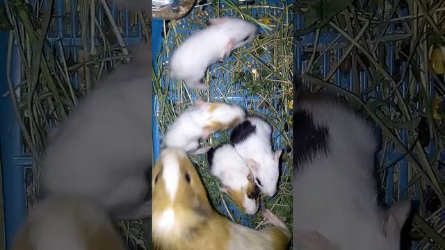 Мы родились! Малыши морской свинки 1й день - Kids Guinea Pigs | Хомячуля: Secret Life Hamster - Pet