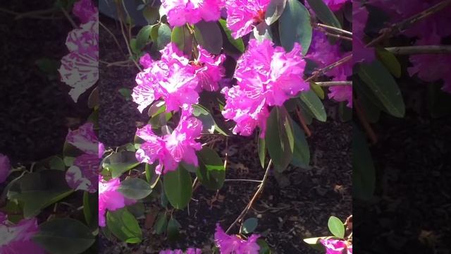 Blooming Rhododendron at White Ray Garden смотреть онлайн