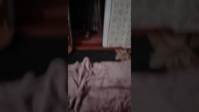 Дрессировка собак в Кропивницком. Чихуахуа.Игра .Часть 3 смотреть онлайн