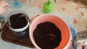 Сеем лук Эксибишен и Порей семенами на рассаду в январе супер способом и 100% отличная рассада.