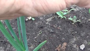 Лук репчатый, вредители, болезни, уход. ОПЛ.