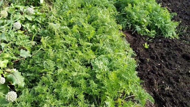 #Лук убираю.mp4 смотреть онлайн